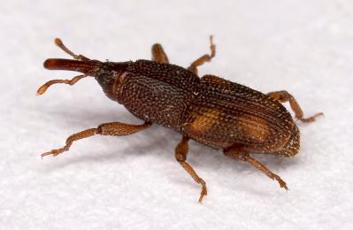 Rice Weevil