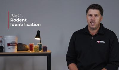 How to Identify Commensal Rodents with Globe and Bell Labs