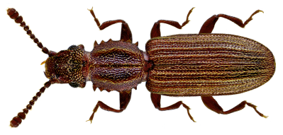 Saw-toothed Grain Beetle