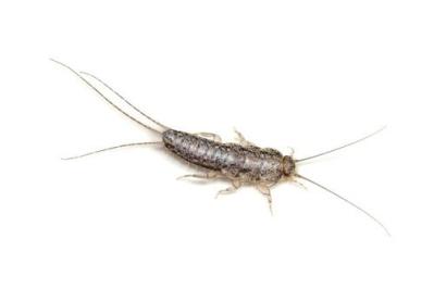 Silverfish