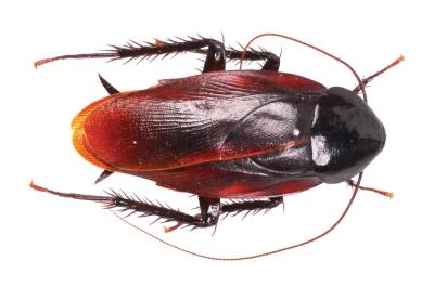 Brown Cockroaches