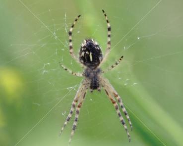 St Andrew's Cross Spider