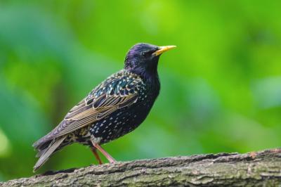 Starlings