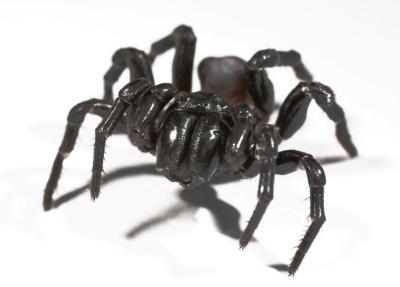 Sydney Funnel-Web Spider