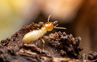 Australian Trial Results for Termidor HE: A High-Efficiency Termiticide