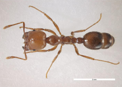 Tropical Fire Ant