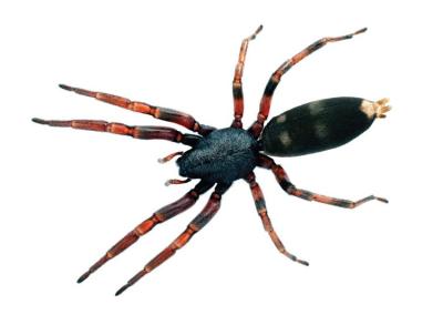 White-Tailed Spider