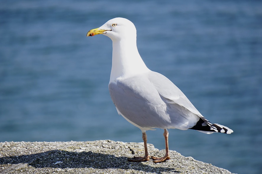 Gulls/Seagulls - Article