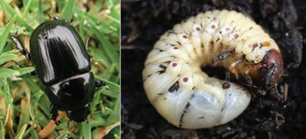 How to Control Grubs In Spring: Solutions That Get Results