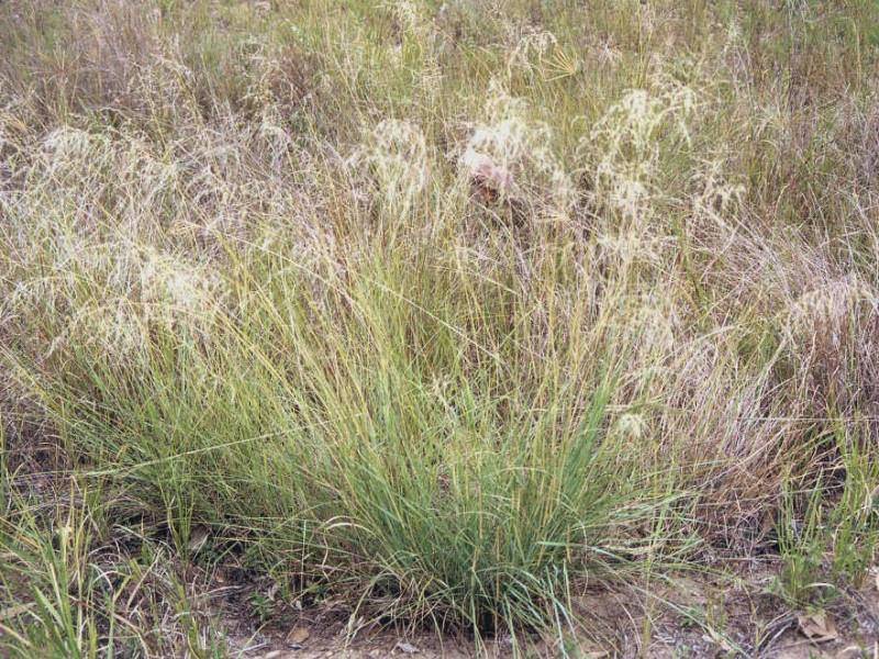 African Lovegrass