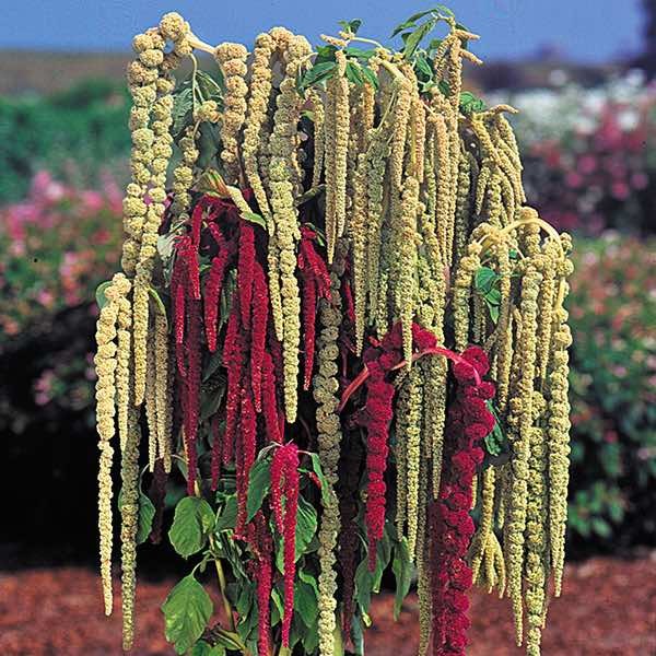Amaranthus